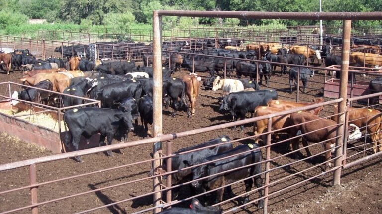 Mount Airy Man Pleads Guilty To Conspiracy Charge For $1 Million Cattle Theft Scheme