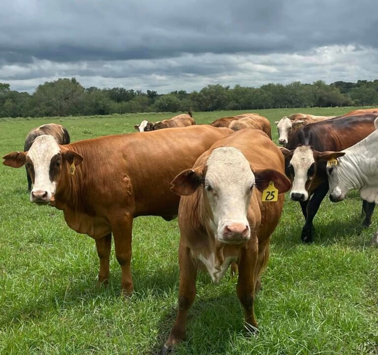 LIVESTOCK MARKET IN CUERO, TEXAS