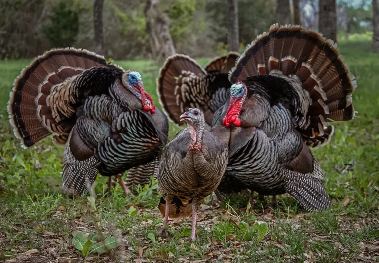 “Go Early and Go Often” — All Signs Pointing Toward Excellent Spring Wild Turkey Numbers This Season