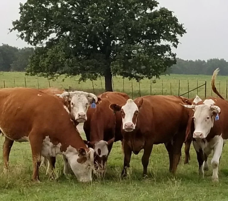 CUERO LIVESTOCK MARKET MARCH 21, 2025