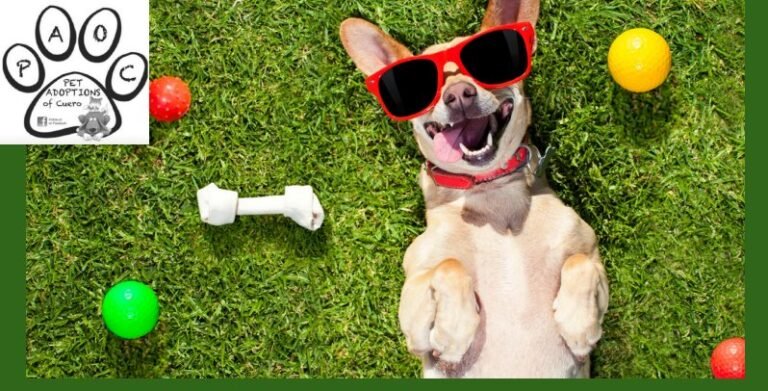 Baking a Difference: Gourmet Dog Treats go on Sale April 8 – 17 to Help PAOC’s Furry Friends Baking a Difference: Gourmet Dog Treats go on Sale April 8 – 17 to Help PAOC’s Furry Friends