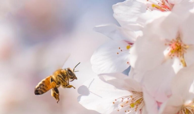 Take Care of Texas Blog: Plant for Pollinators