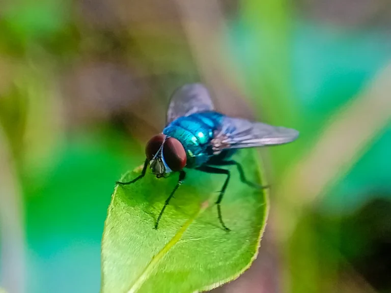 What to Know About the New World Screwworm and the Latest Confirmed Cases