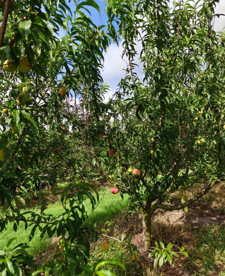 South Texas Pecans: A Century on the Land, A Legacy Still Growing